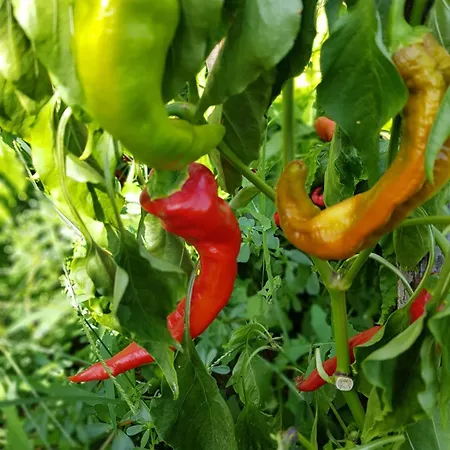 Villa Palios Stathmos *