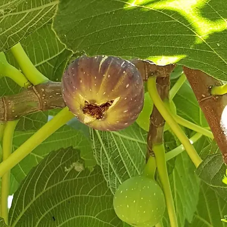 Palios Stathmos Miliész