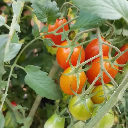 Villa Palios Stathmos