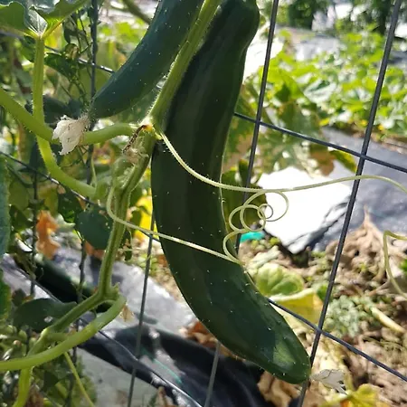 Palios Stathmos Villa *