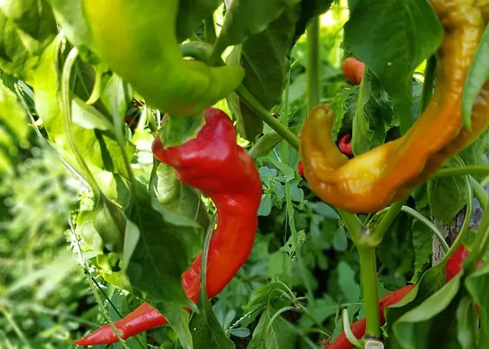 Villa Palios Stathmos *