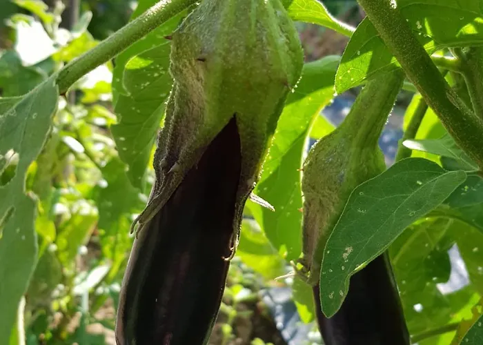 Palios Stathmos Villa Miléai