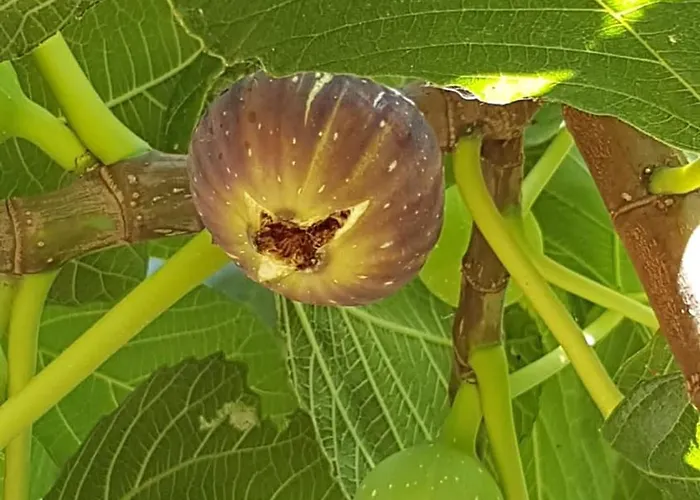 Palios Stathmos Miléai