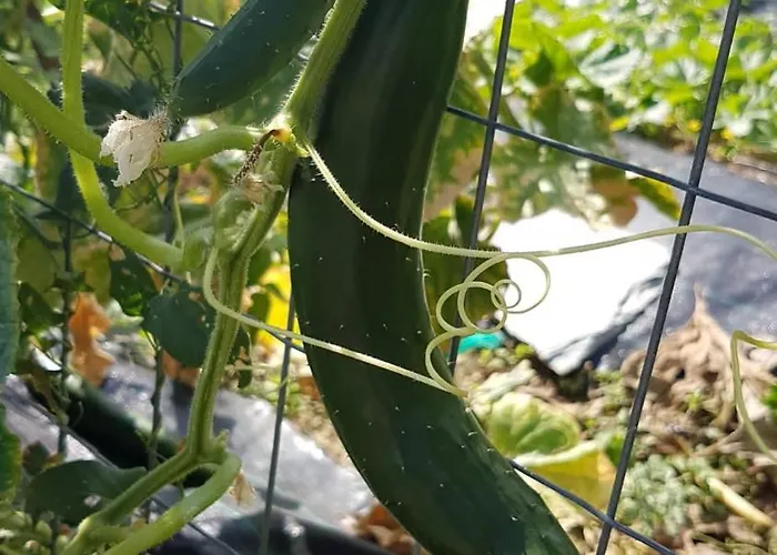 Palios Stathmos Villa *